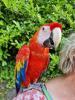 Bild - Papageidame „Perle“ vom von der Feuerwehr gerettet