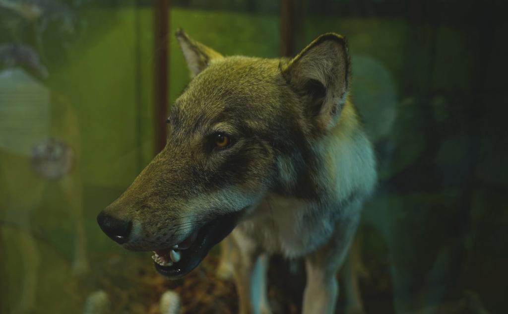 Wolf in der Naturparkausstellung