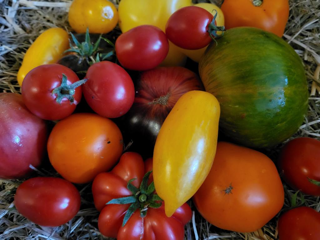 Bunte Tomatenvielfalt