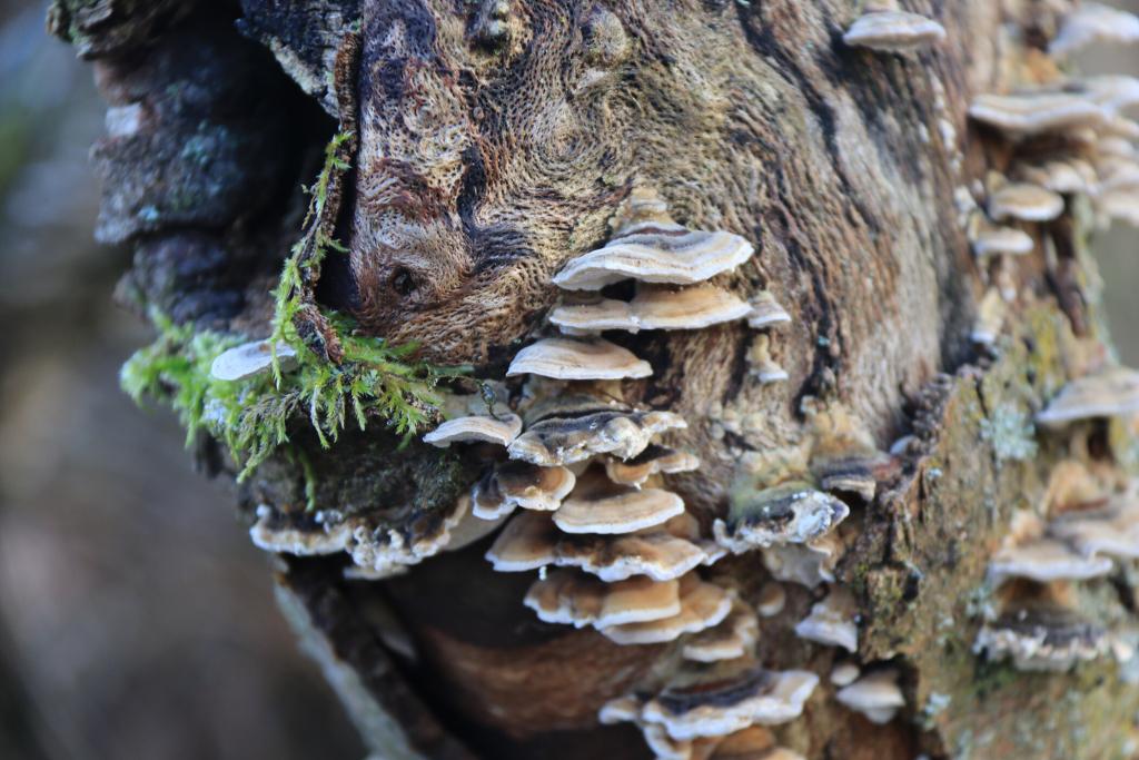 Wilde Wesen im Wald