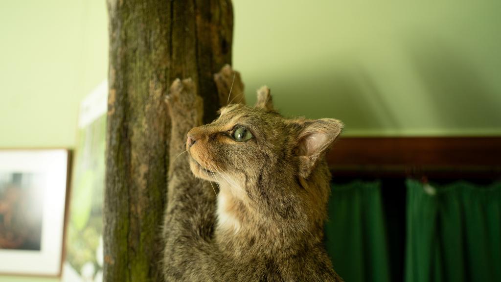 Auf leisen Pfoten – Ferienprogramm zur Wildkatze